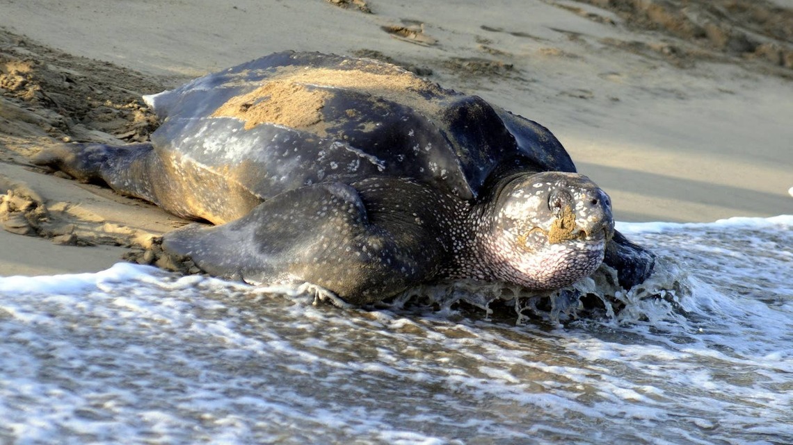 Huge Leatherback Sea Turtle Stuns Beachgoers During Rare Nesting on North Carolina's Outer Banks 