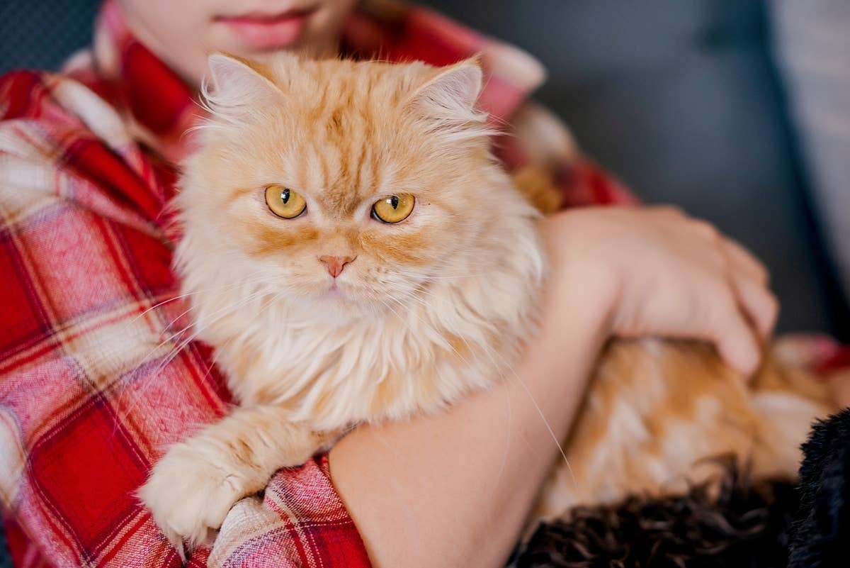  Cats can be sutle about their emotions.