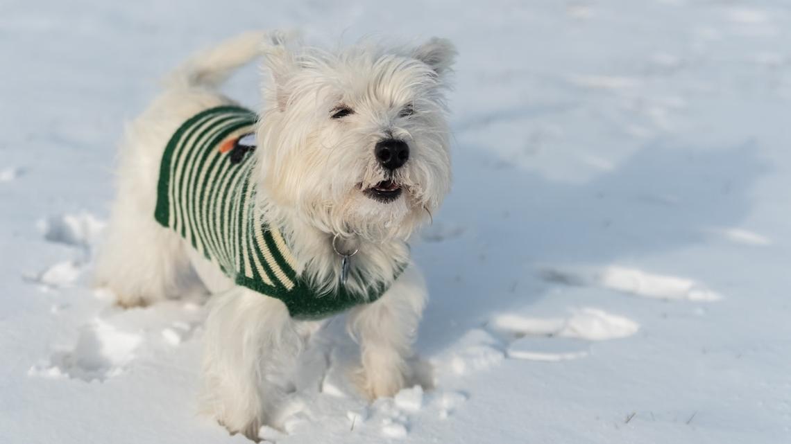 Westie Who Loves Winter Gets the Cutest Case of the 'Snow Zoomies' 