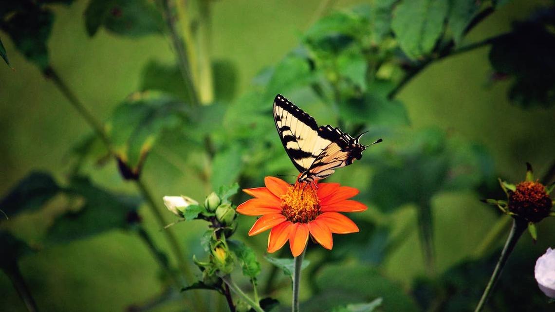 A Yellow Swallowtail Butterfly lands on a Mexican Sunflower. 