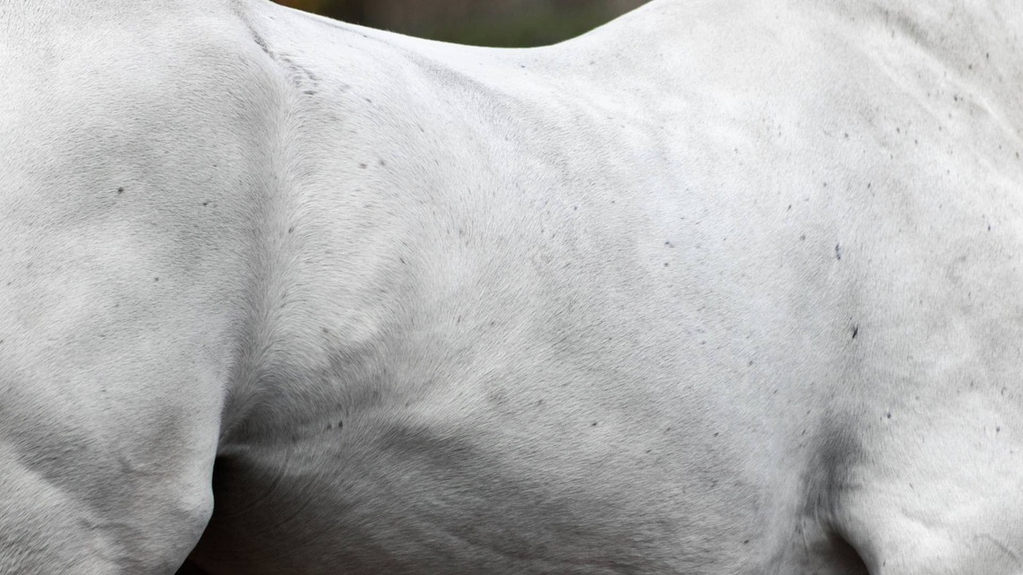 Study: Radiofrequency Therapy May Help Relax Back Muscles In Racehorses 