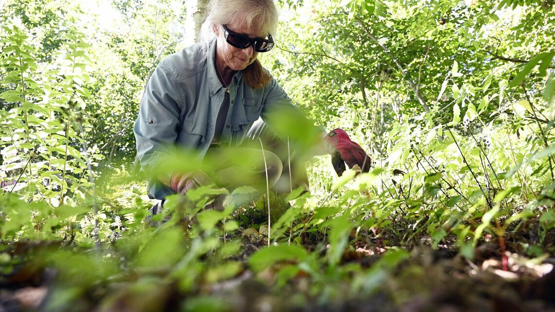 To control weeds in your garden, late summer and early fall is the best time to make a difference 