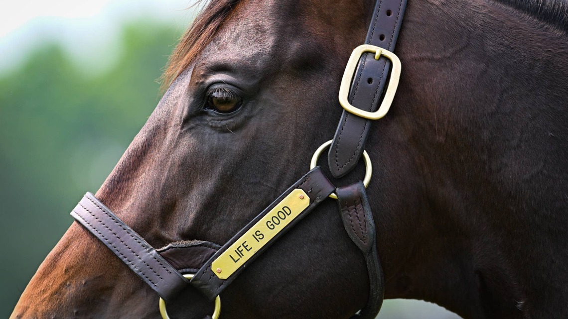 Life Is Good Tops WinStar Farm's 2027 Stallion Roster At $125,000 