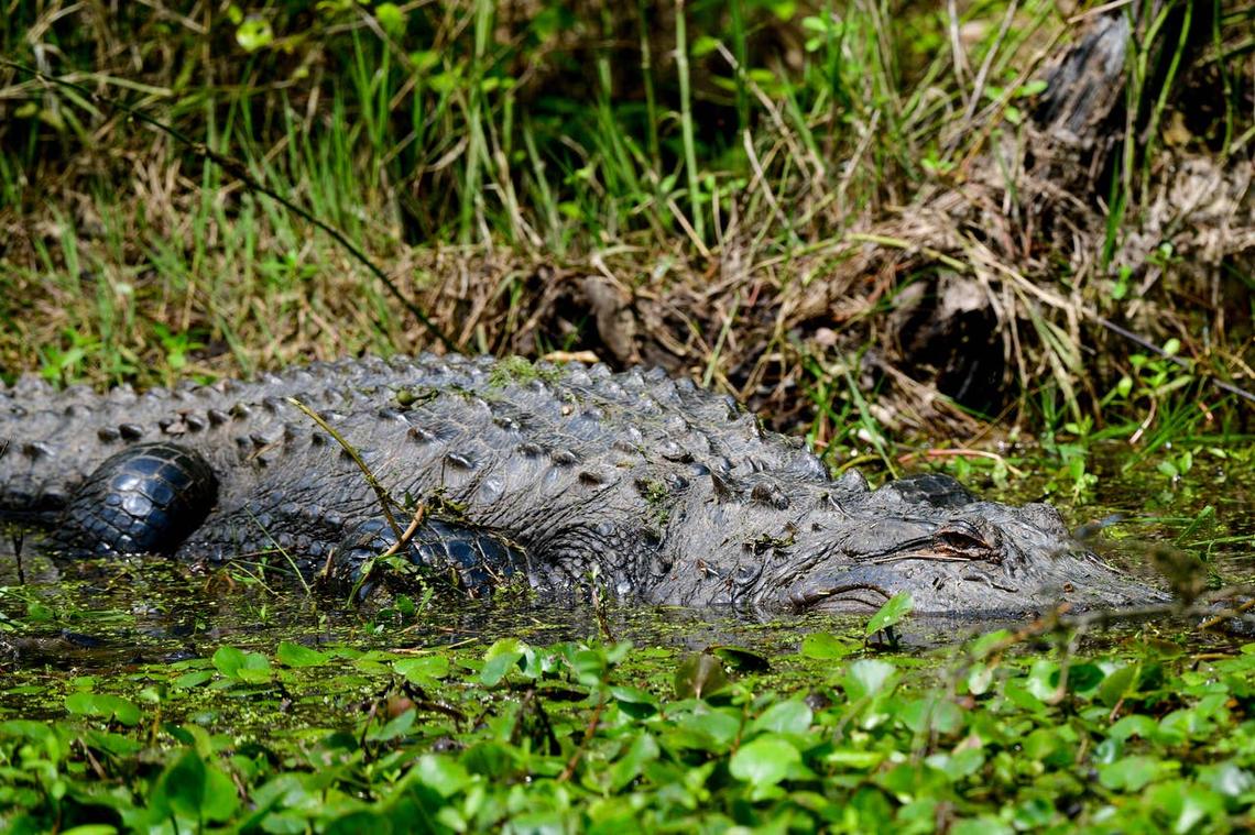  Old Santee Canal Park, provides visitors with the chance to see alligators in a natural setting. 