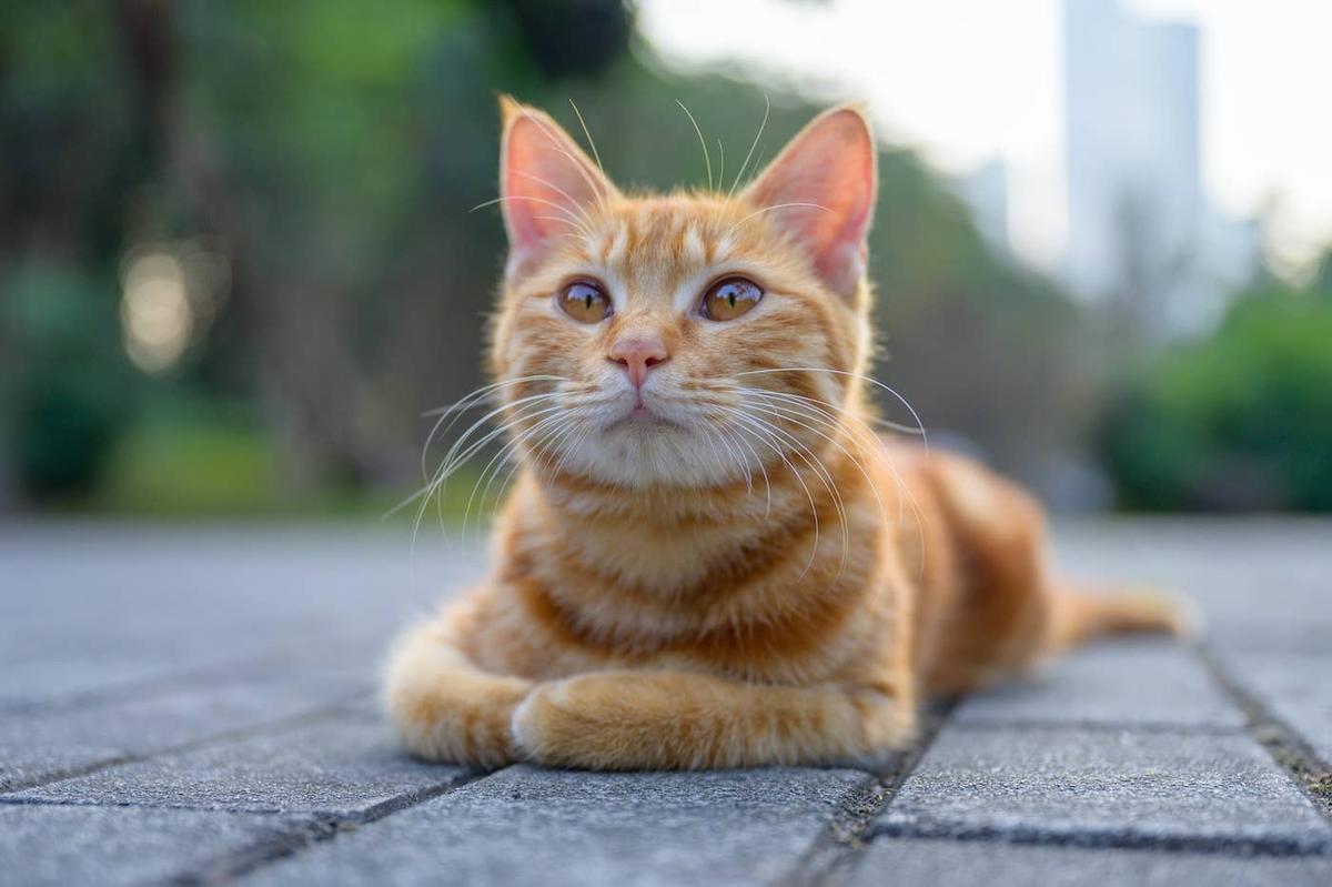  Orange cat lying around outside.