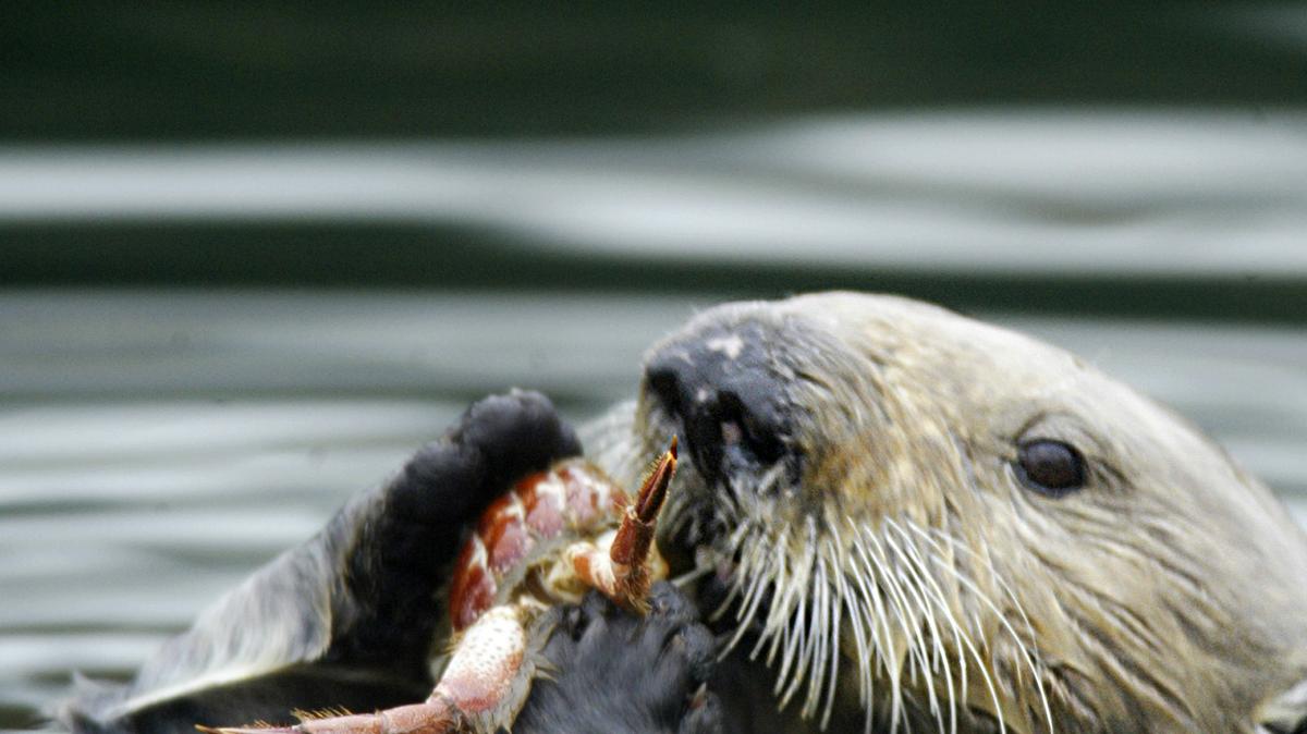 A sea otters one of the purple urchins that are laying waste to California's kelp forests. (Lawrence K. Ho/Los Angeles Times/TNS)