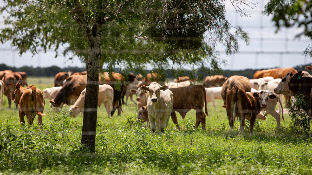 A herd of cattle graze a pasture, a day after the U.S. Department of Agriculture confirmed that New World screwworm was detected in a Texas calf, near Zavala County, Texas, U.S. June 4, 2026.  REUTERS/Kaylee Greenlee