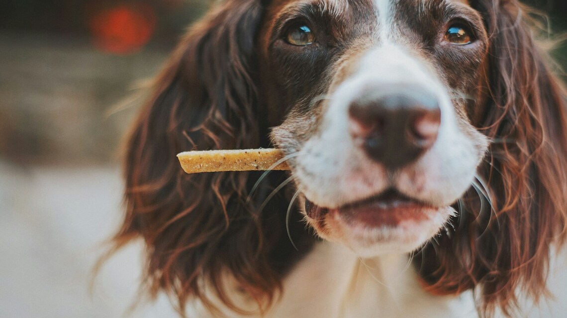 Eat your dog's food? 40% of owners say they would