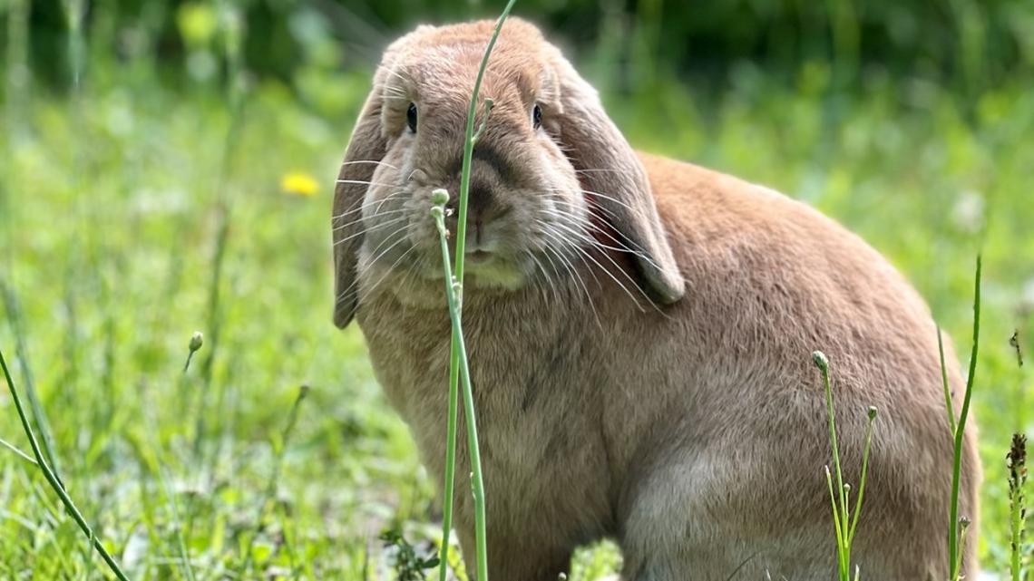 Do Giant Bunnies Make Good Family Pets? A Vet Weighs In!