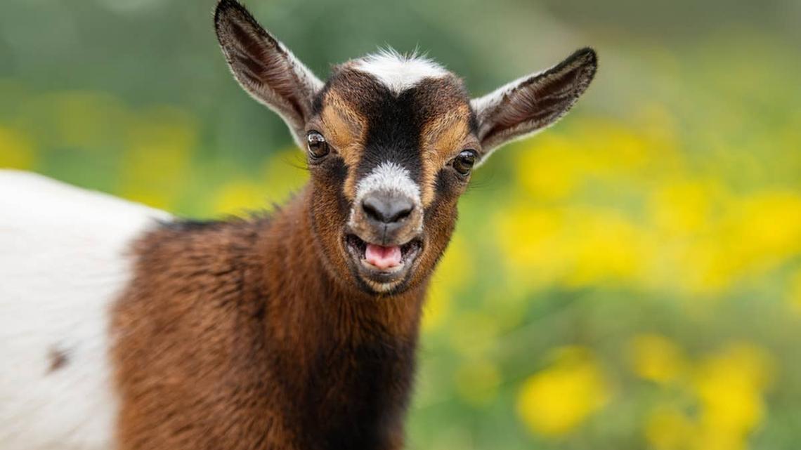 Cute baby goat bleating.