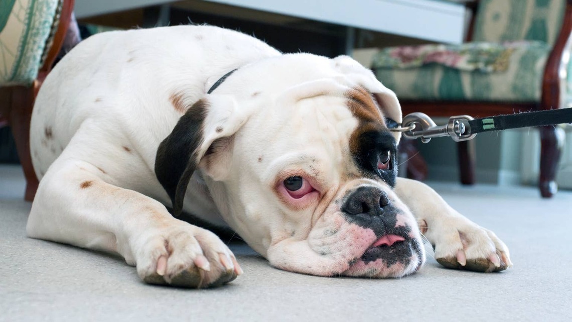 Dog Goes to Work with Dad and Gets 'Lost' in the Most Bulldog Way Possible 