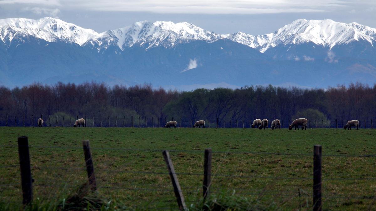 FILE PHOTO: Sheep graze at a paddock in front of the snow-covered Tararua mountain range on the outskirts of the town of Palmerston North September 20, 2011. REUTERS/David Gray/File Photo