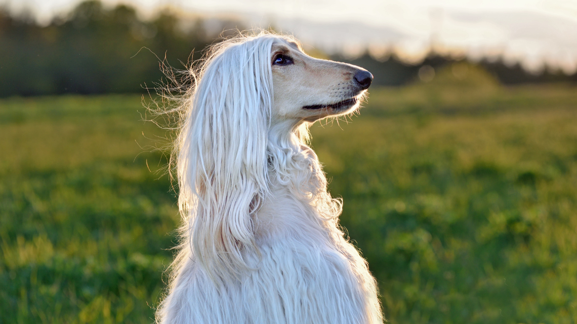 Gorgeous Afghan Hound Turns a Normal Walk Into a Red Carpet Event 