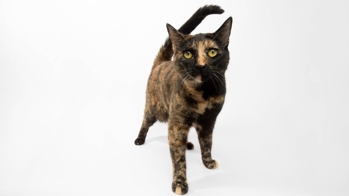 Tortoiseshell Cat's Two-Toned Toe Beans Are Reese's Cup-Tinted