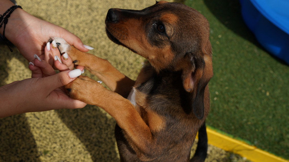 Romanian shelter offers an alternative to stray dog culls