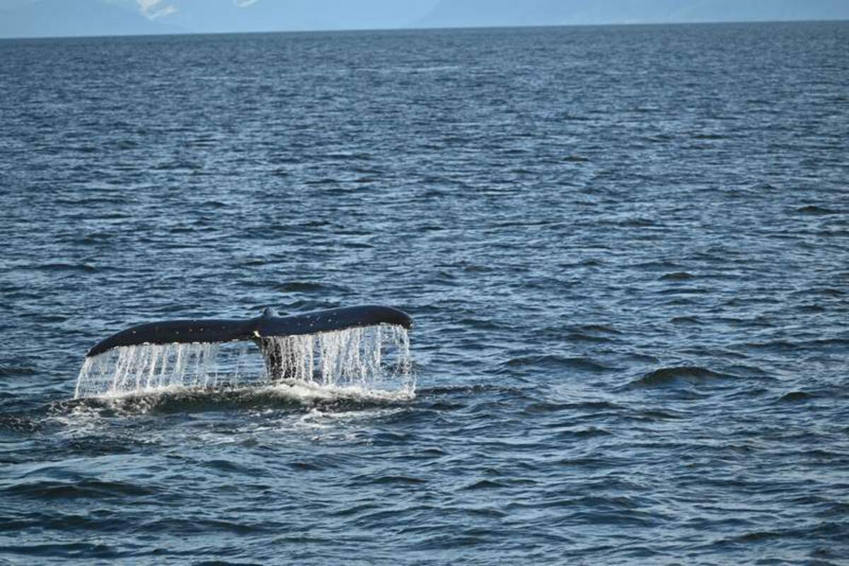  A whale swims near the Mist Cove. Photo credit: Mimi Slawoff 