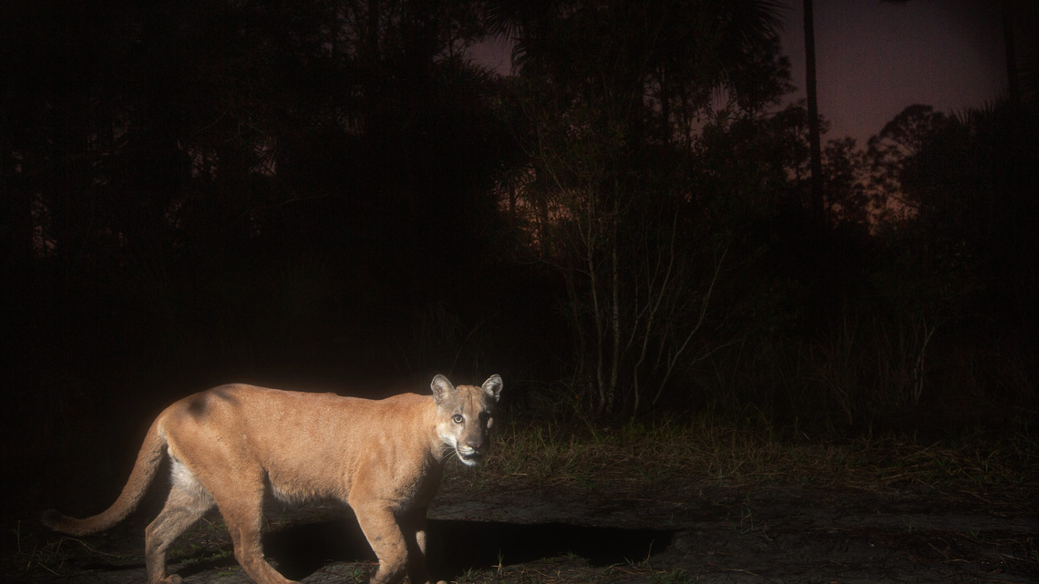 Lawsuit: Florida panthers, development and the point of no return
