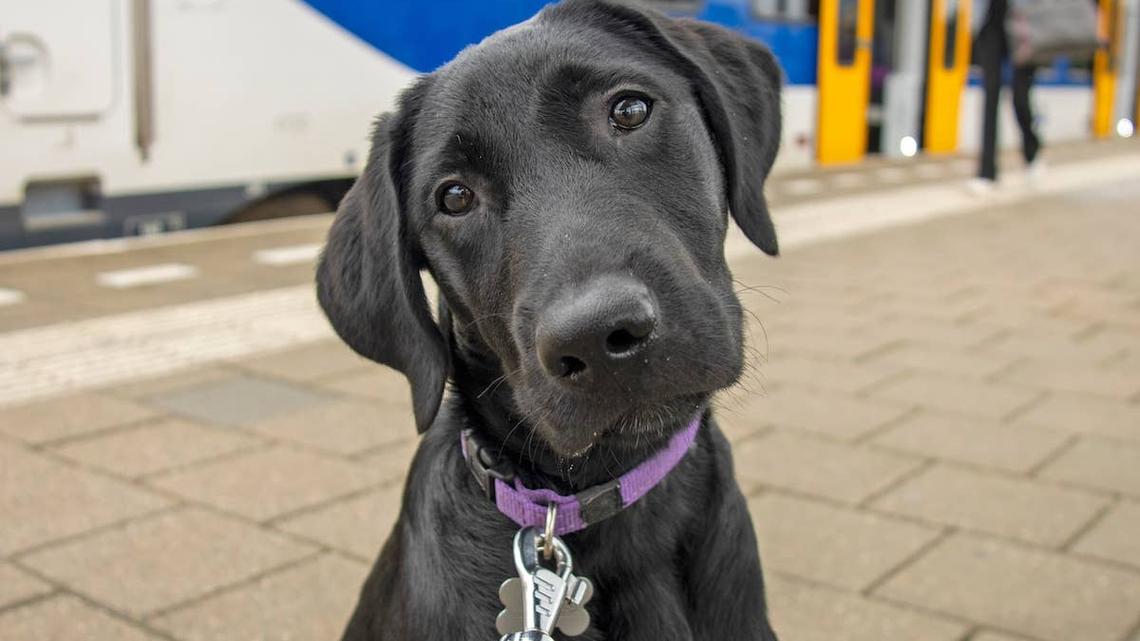 The Service Dog Puppy Flunked Out of Training but Got the Most Incredible Surprise 