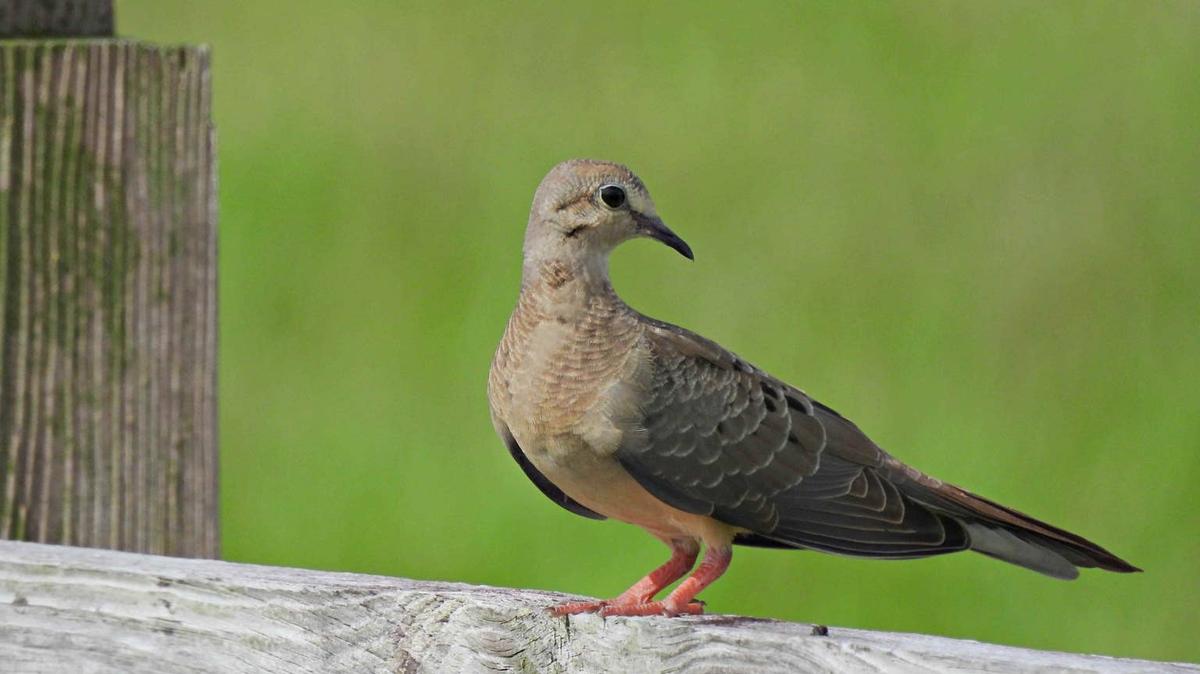Mourning dove chick. 