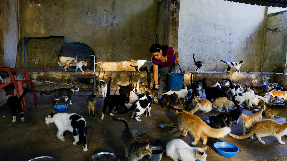 Even Cuba's stray cats are feeling the heat as crisis deepens 