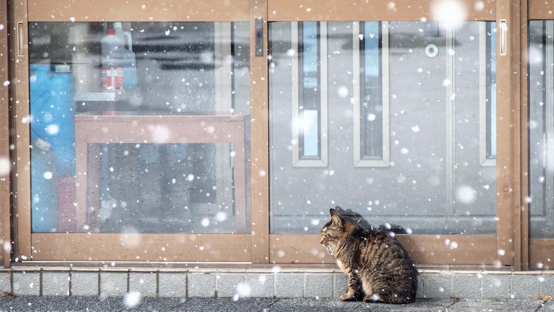 After Four Years Lost, This Cat's Snowstorm Detour Led Him Back to His Family 