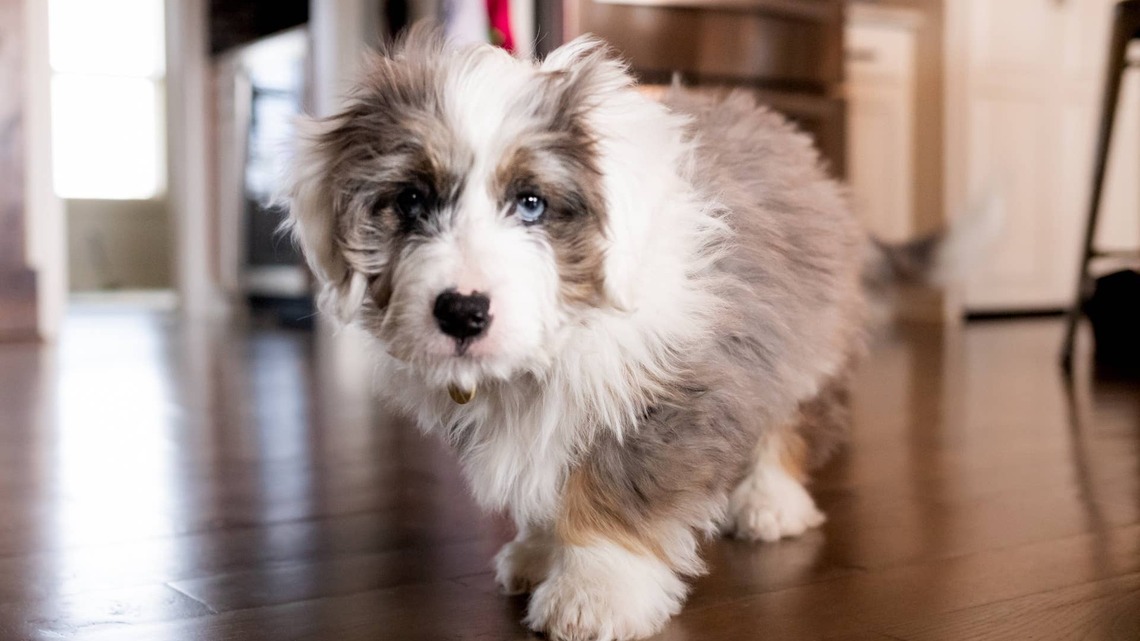 Mini Bernedoodle's Treat Has Him Breaking Out His Best Dance Moves