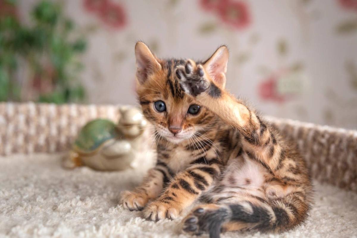  A Bengal kitten with their leg in the air.