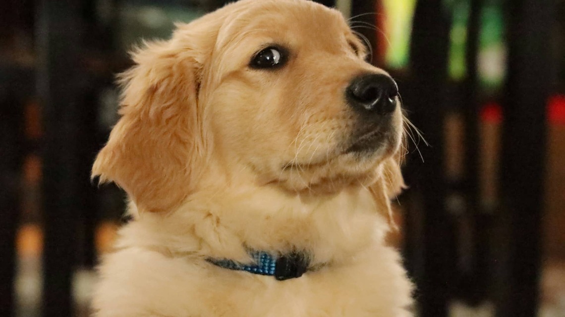 Golden Retriever Tries to 'Cut the Line' at His Favorite Café, and Exactly No One Objects 