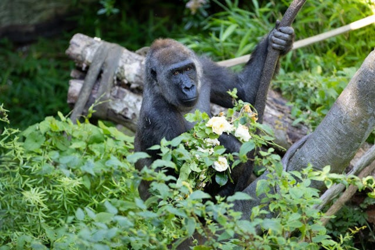 Olympia, seen in her habitat prior to her pregnancy.