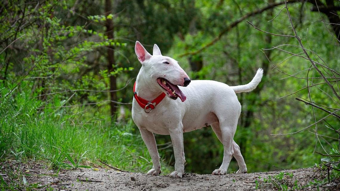 Sweet Bull Terrier With ‘Broken Heart Nose' Has the Best Transformation 