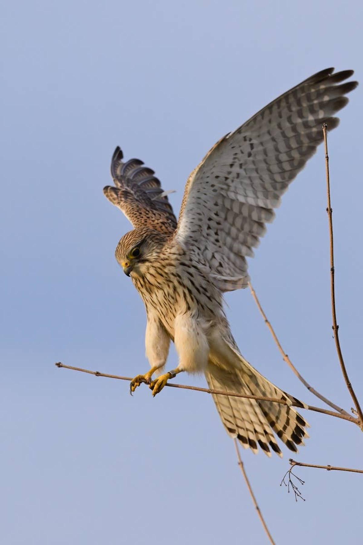  An adventurous falcon resting on a branch.