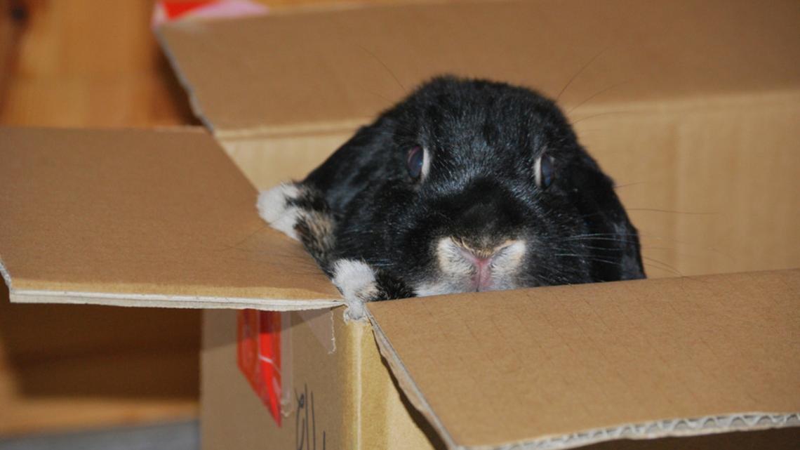 Bunny Throws a Fit and Refuses to Play With Any Other Toys When Mom Tosses Her Favorite Cardboard Box 