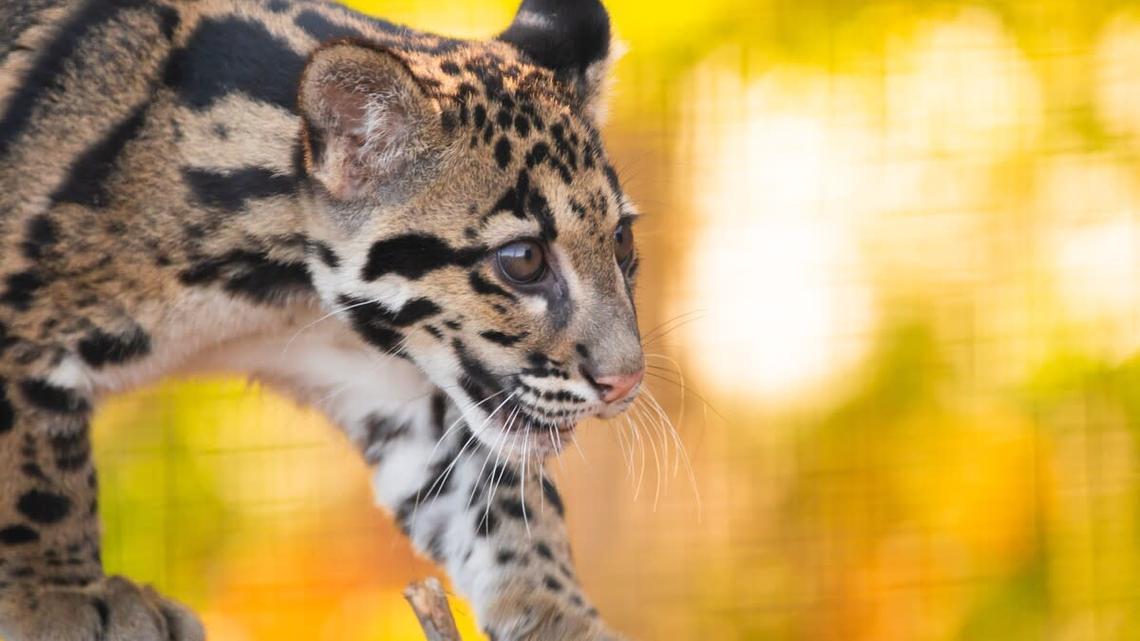 A clouded leopard cub.