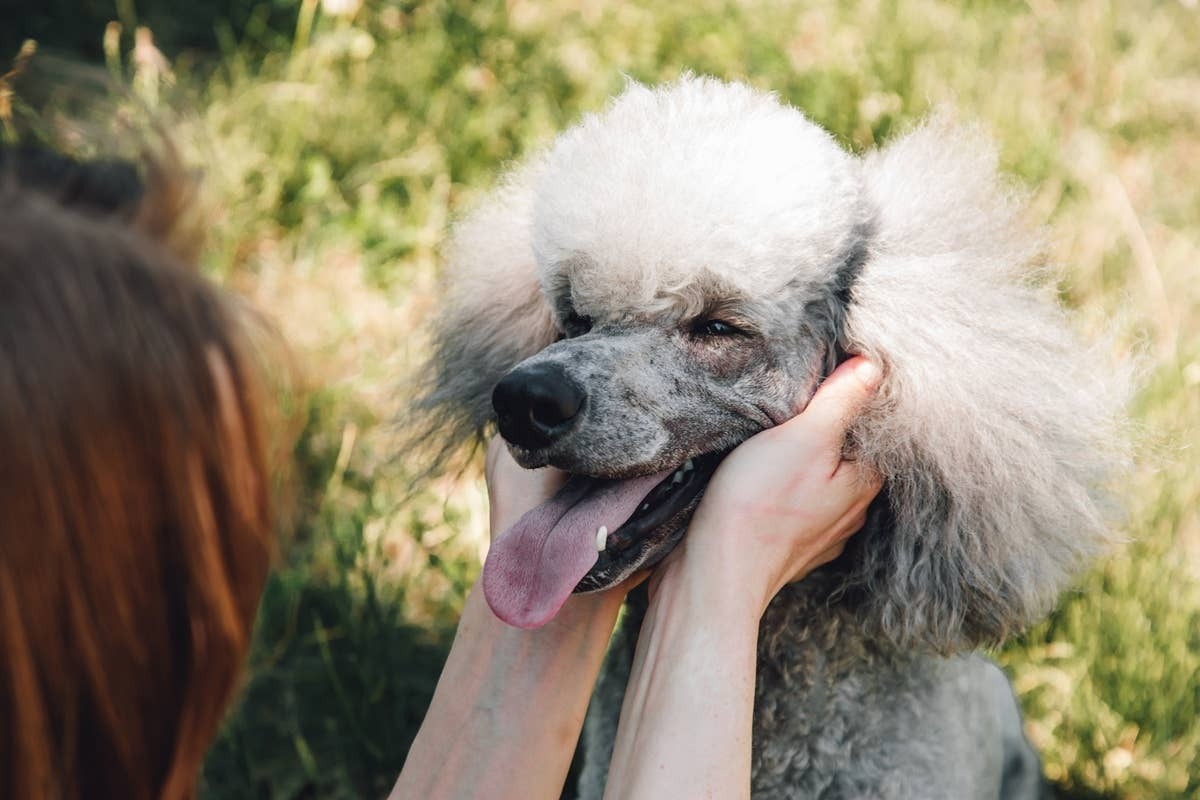  A big dog breed that can read its pet parent's mood.