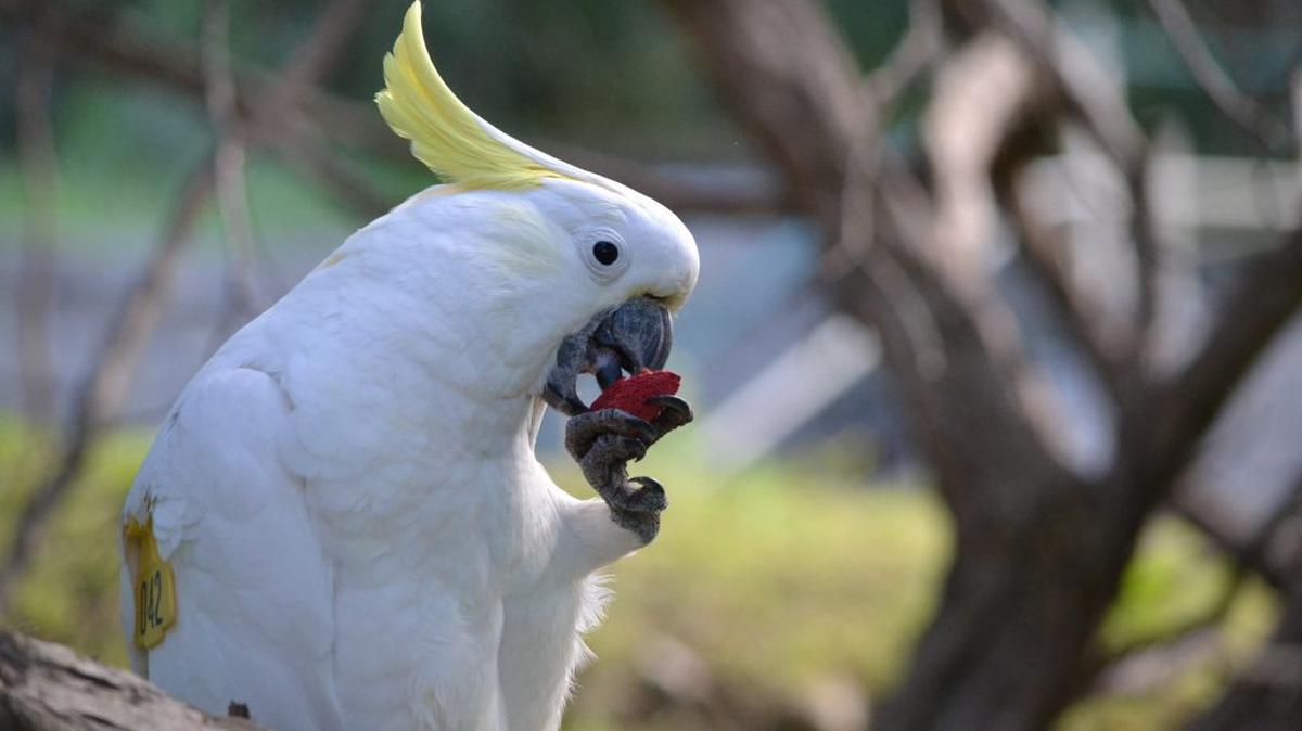 A sulphur-crested cockatoo. (Julia Penndorf via SWNS). 