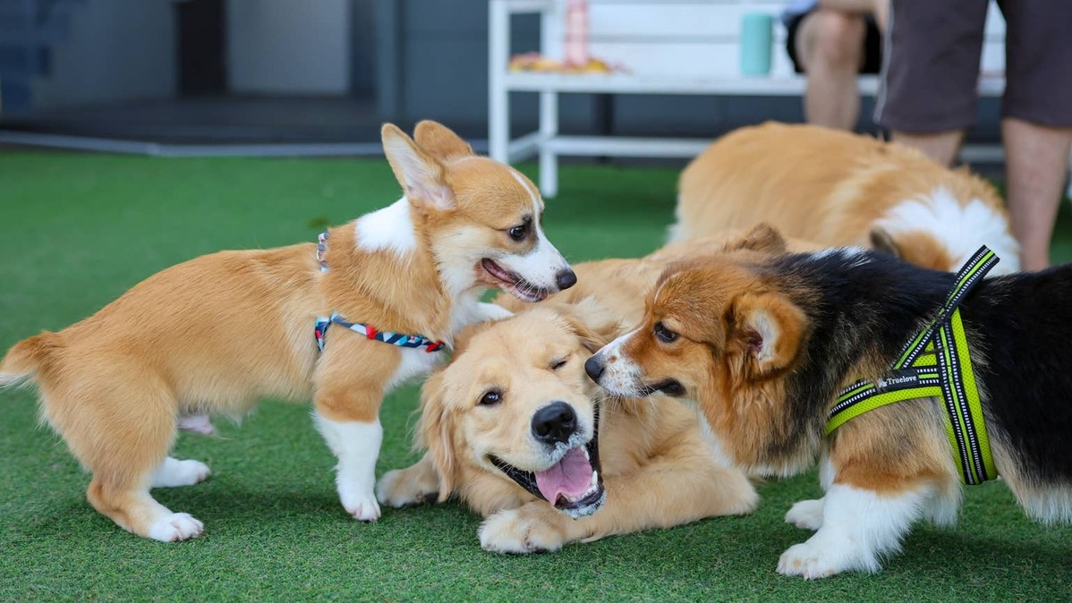 Golden Retriever puppy and Corgi puppies playing. 