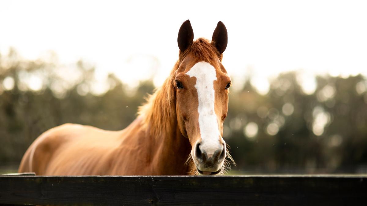 A horse standing behind a fence on a farm.