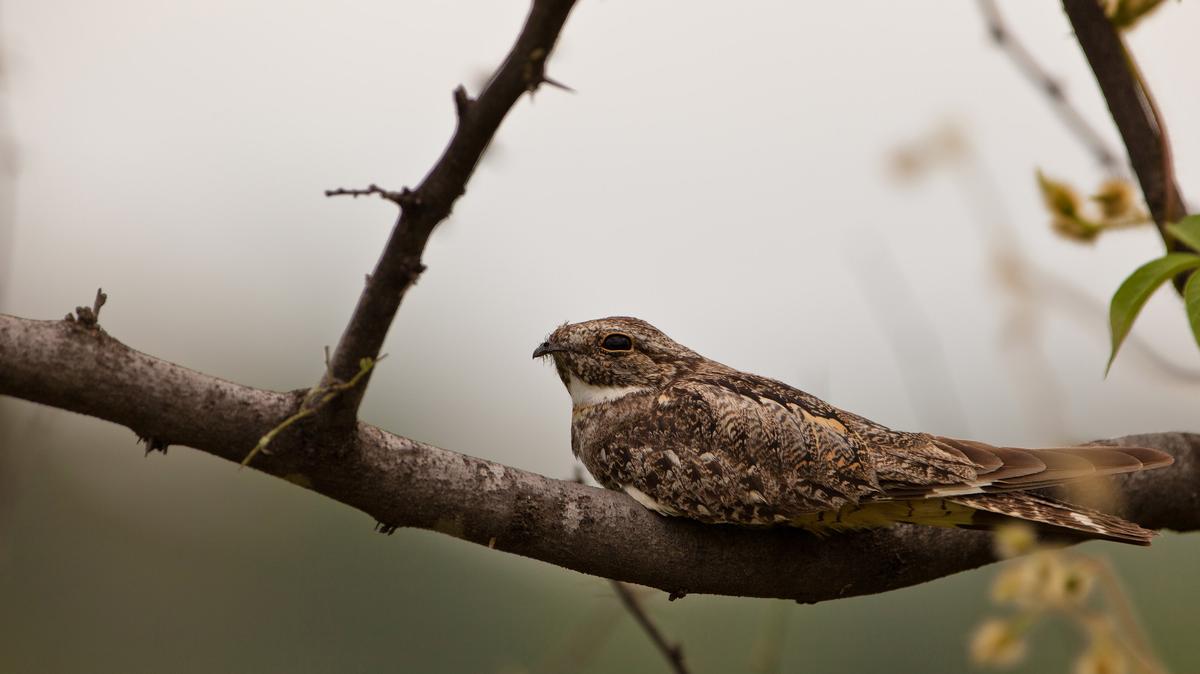 A lesser nighthawk rests on a branch.