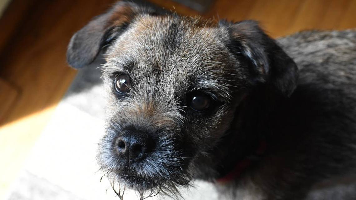 Corgi at a coffee shop. 