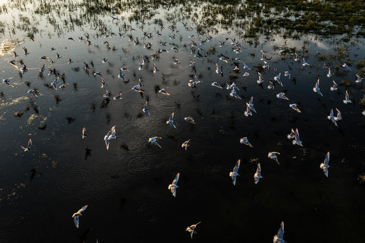 A drone view shows birds swarming over flooded marshland at Hortobagy National Park near Tiszafured, Hungary, July 15, 2026. REUTERS/Marton Monus