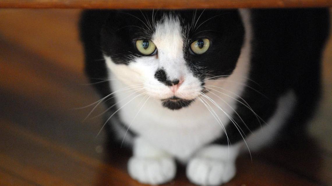 Tuxedo Cat Attempts to Intimidate Everyone With His 'Scariest' Voice and Backfires Miserably 