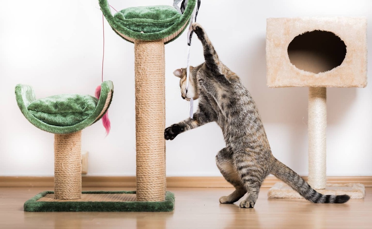  A cat playing with toys.
