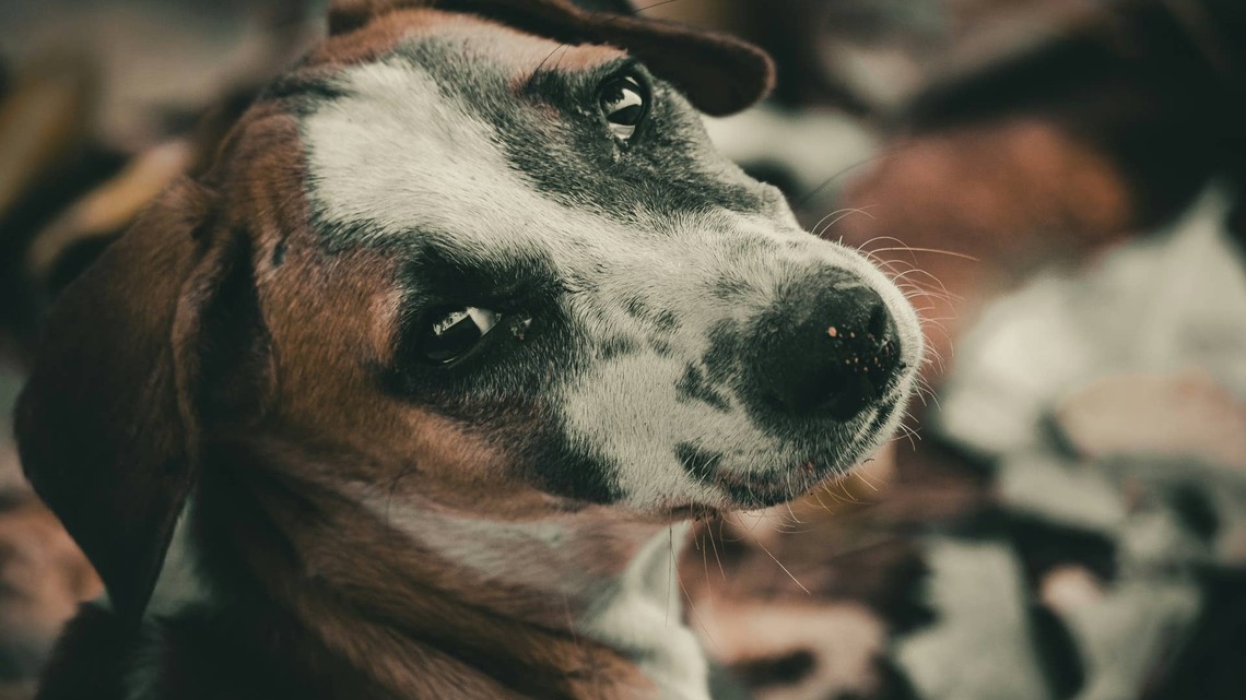 Senior Dog Still Cries for the Family Who Left Him at the Shelter, and It's Heartbreaking 