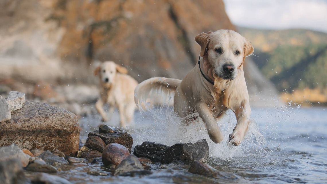Dad Tries to Sneak Off Without His Golden Retrievers, and 'Operation Fetch Dad' Begins 