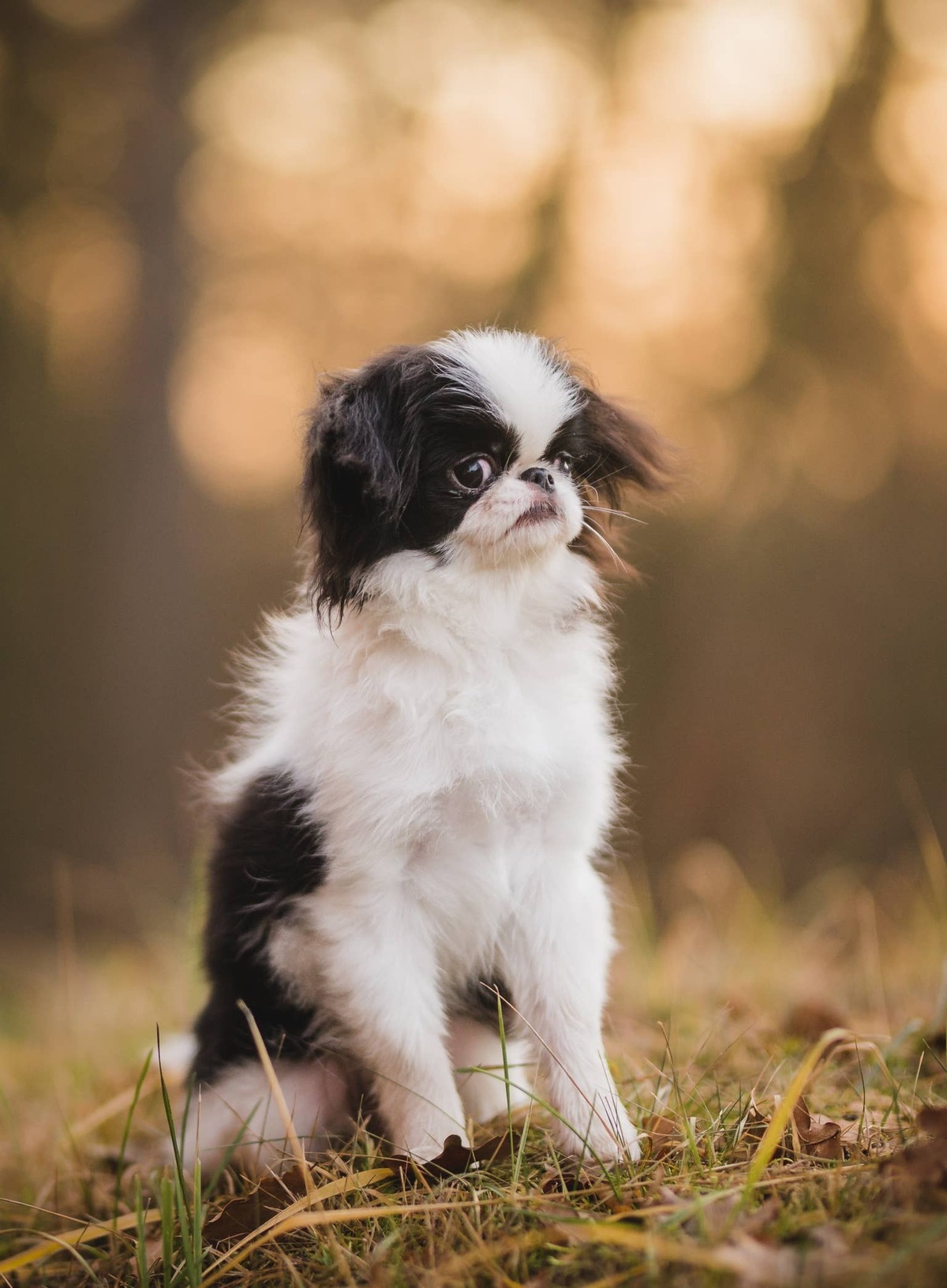  A Teacup Japanese Chin outside.