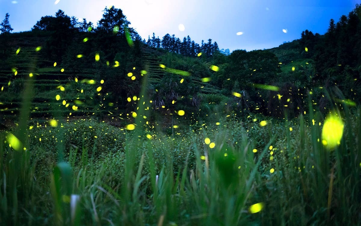  Warmer weather may be speeding up firefly emergence.