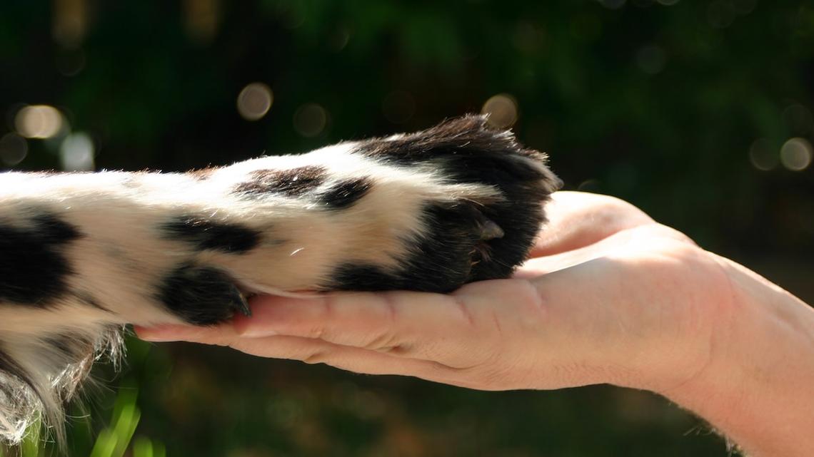 Merle Bernese Mountain Dog Is Pure Cookies and Cream Goodness 