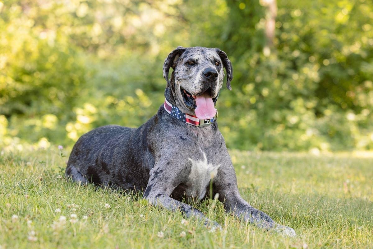  A large dog with a calm personality that doesn't need a big yard to be happy.