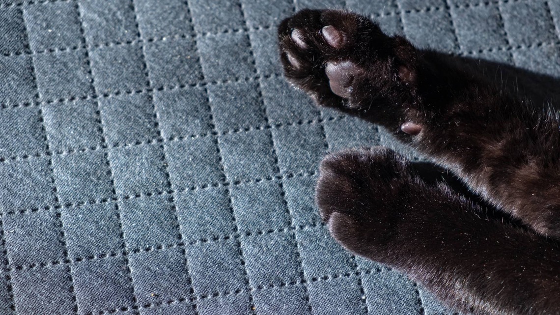 Black Maine Coon Kitten's Striking Red Eyes Are Stopping People in Their Tracks 