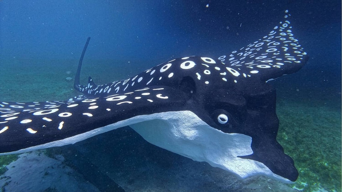 The British Virgin Islands Just Added a Unique New Attraction for Snorkelers 